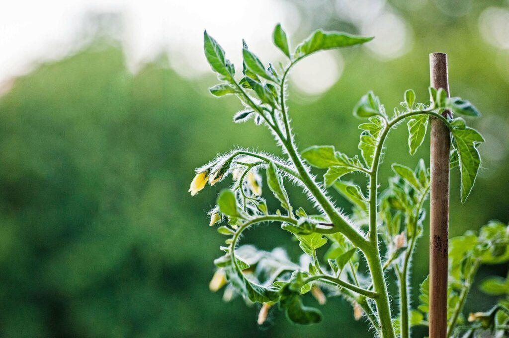 Urban Gardening - Anbaupflanze